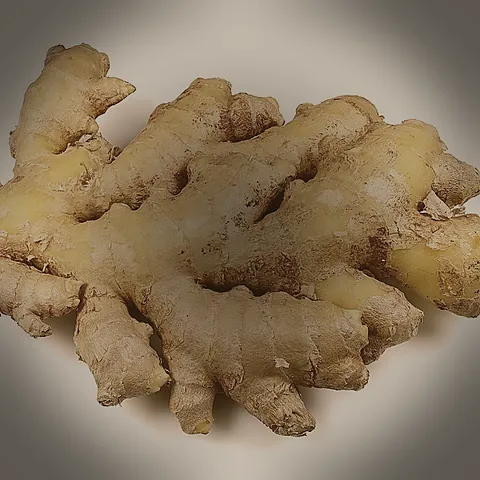 Fresh ginger root rhizome