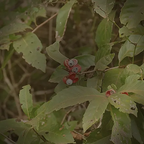 Guarana fruit with exposed seed